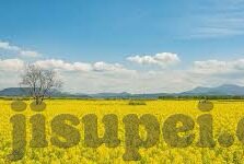 麻豆传媒直播app在哪下载-探索麻豆传媒直播app的下载渠道解析